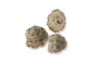 F 16615
<br/>
<br/>
<em></em>